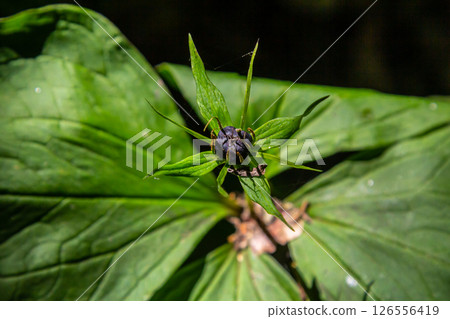 Very poisonous plant Raven's eye four-leaf Paris quadrifolia also known, berry or True Lovers Knot growing in the wild in a forest 126556419