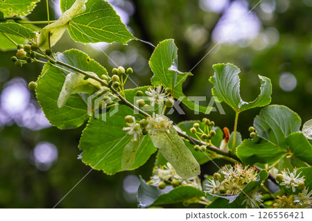 Linden, linden blossom with green leaves on a tree in summer Linden, linden blossom with green leaves on a tree in summer 126556421