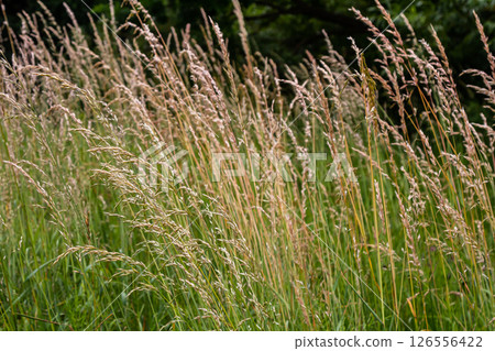 Poa trivialis rough bluegrass, rough-stalked meadow-grass or rough meadow-grass, is perennial plant regarded in US as ornamental plant. It is part of grass family 126556422