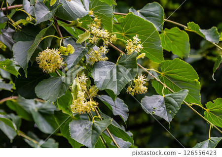 Linden, linden blossom with green leaves on a tree in summer 126556423