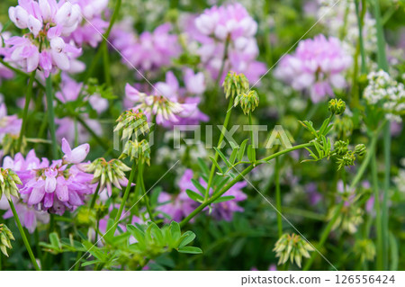 the flowers of Securigera varia - crownvetch, purple crown vetch 126556424