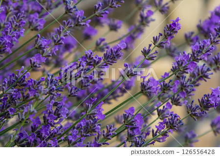 Lavandula angustifolia bunch of flowers in bloom, purple scented flowering bouquet of smelling beautiful plants 126556428