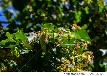 Linden, linden blossom with green leaves on a tree in summer Linden, linden blossom with green leaves on a tree in summer 126556429