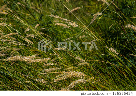 Hairy melic seeds - Latin name - Melica ciliata Hairy melic seeds - Latin name - Melica ciliata 126556434
