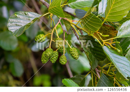 Green and brown alder cones, alder catkins and green leaves Green and brown alder cones, alder catkins and green leaves 126556436