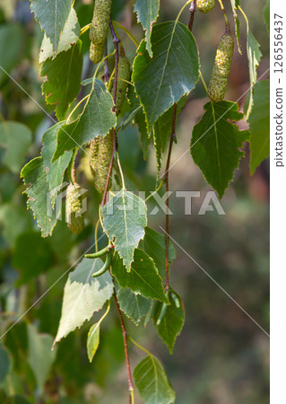 Summer background with a birch branch and earrings illuminated by the sun. Green birch leaves with dangling earrings Summer background with a birch branch and earrings illuminated by the sun. Green birch leaves with dangling earrings 126556437
