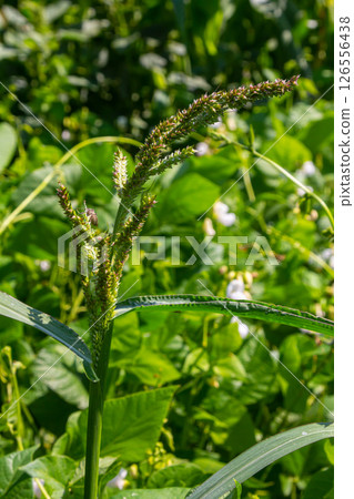 Echinochloa crus-galli, commonly known as cockspur or cockspur grass, barnyard millet, Japanese millet, water grass, common barnyard grass, a common weed infesting agriculture fields 126556438