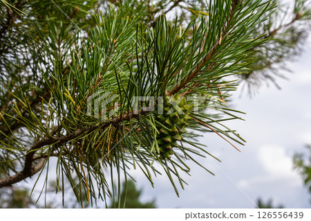 a small-growing cedar pine.Pinus pumila with big green cones in a sunny summer garden. Floral wallpaper a small-growing cedar pine.Pinus pumila with big green cones in a sunny summer garden. Floral wallpaper 126556439