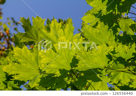 Close up of Acer platanoides, Norway maple, with sunlit new leaves on dark background. Image with selective focus and shallow depth of field Close up of Acer platanoides, Norway maple, with sunlit new leaves on dark background. Image with selective focus and shallow depth of field 126556440
