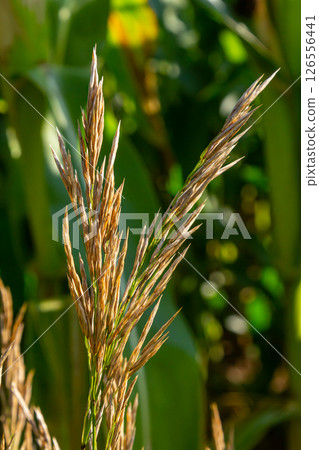 Bromegrass seed heads with blurry background. Bromus is a large genus of grasses, classified as Bromeae. They are commonly known as bromes, brome grasses, cheat grasses or chess grasses Bromegrass seed heads with blurry background. Bromus is a large genus of grasses, classified as Bromeae. They are commonly known as bromes, brome grasses, cheat grasses or chess grasses 126556441