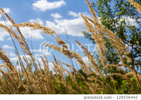 Inflorescence of wood small-reed Calamagrostis epigejos on a meadow Inflorescence of wood small-reed Calamagrostis epigejos on a meadow 126556442