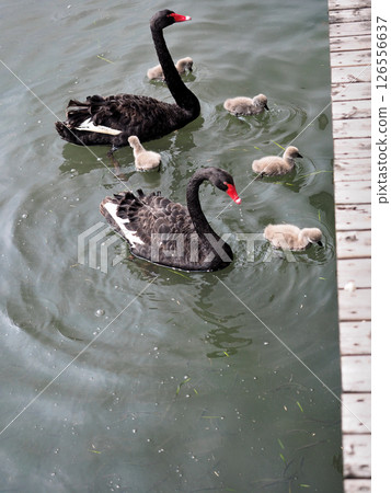 Black Swan Family, Chenshan Botanical Garden, Shanghai, China Black Swan Family, Chenshan Botanical Garden, Shanghai, China 126556637