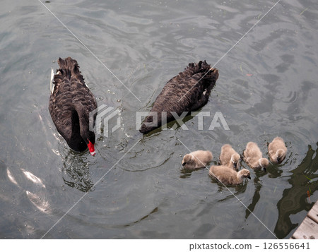 Black Swan Family, Chenshan Botanical Garden, Shanghai, China Black Swan Family, Chenshan Botanical Garden, Shanghai, China 126556641