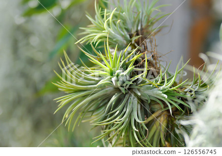 Tillandsia stricta , Tillandsia or Bromeliaceae or Tillandsia ionantha Planch or BROMELIACEAE or sky plant Tillandsia stricta , Tillandsia or Bromeliaceae or Tillandsia ionantha Planch or BROMELIACEAE or sky plant 126556745