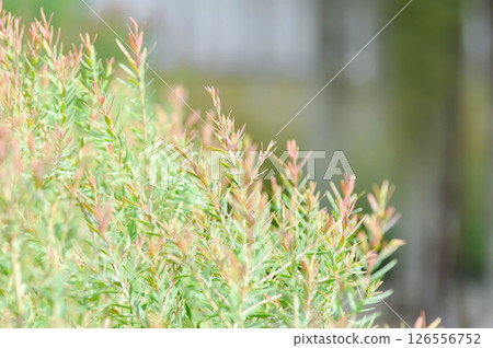 Juniperus sp, CUPRESSACEAE or pink plant Juniperus sp, CUPRESSACEAE or pink plant 126556752