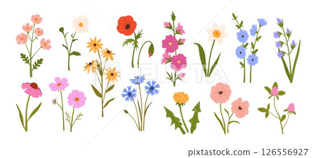 Wildflowers. Blooming garden spring and summer flowers. Meadow herbs and field plants. Daisy, poppy and dandelion, chamomile and cornflower. Hand drawn floral vector set Wildflowers. Blooming garden spring and summer flowers. Meadow herbs and field plants. Daisy, poppy and dandelion, chamomile and cornflower. Hand drawn floral vector set 126556927