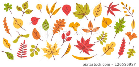 Autumn leaves. Fall season leaf, yellow, orange and red, green tree foliage, hand drawn forest leafage, plant elements. Maple, oak and birch, willow leaves. Vector set 126556957