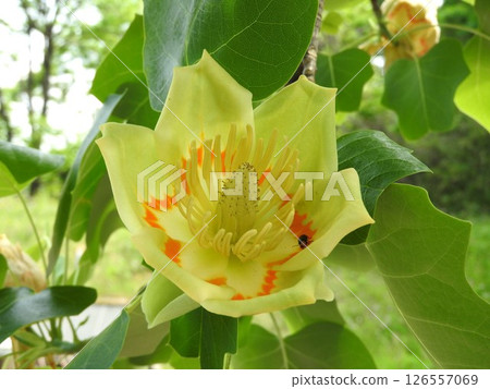 鈴蘭花 126557069