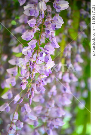 A landscape with wisteria's flowers A landscape with wisteria's flowers 126557122