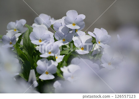 Light mauve viola Light mauve viola 126557123