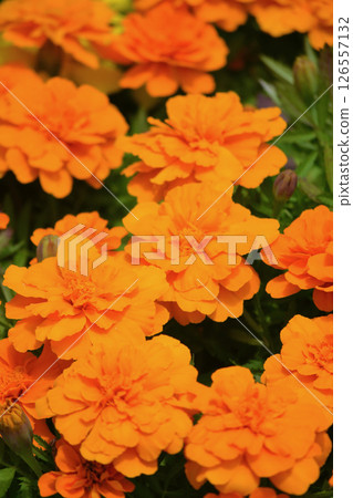 萬壽菊 萬壽菊 126557132