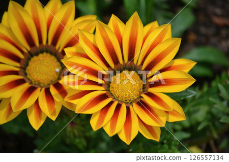 勳章菊屬 勳章菊屬 126557134