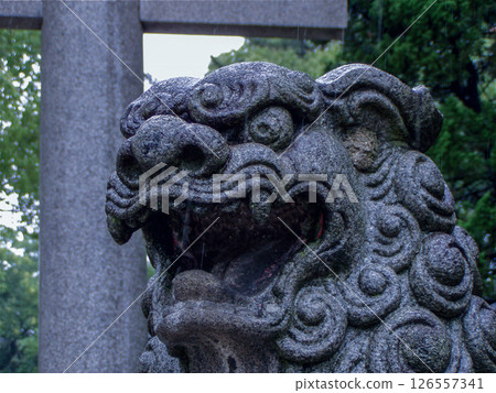 神社裡被雨水浸濕的獅子雕像 126557341
