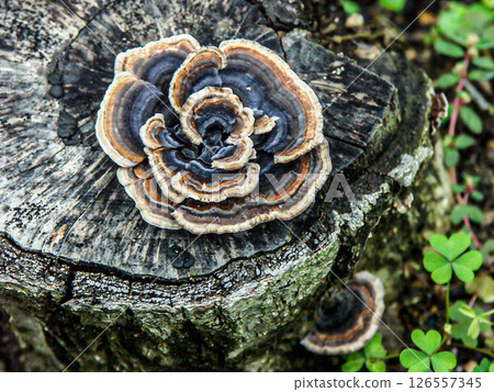 A beautiful mushroom that looks like a rose petal A beautiful mushroom that looks like a rose petal 126557345