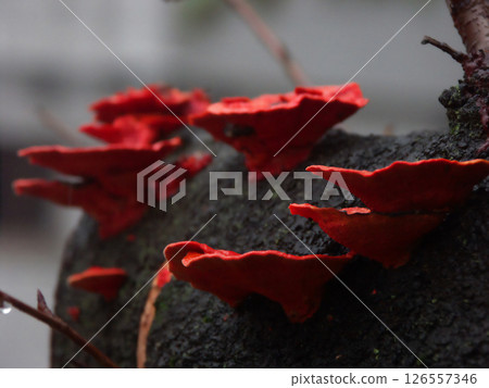 美麗的紅色蘑菇 126557346