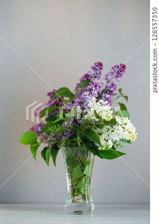 Delicate lilac branches isolated on a gray background Delicate lilac branches isolated on a gray background 126557350