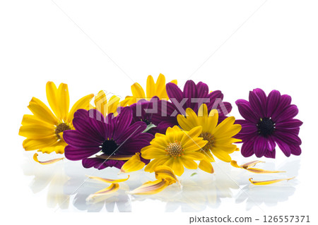 Asters composition with petals on white background Asters composition with petals on white background 126557371