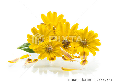 Yellow and purple flowers on white background 126557373