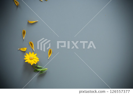 Bright yellow and purple flowers on a gray background 126557377