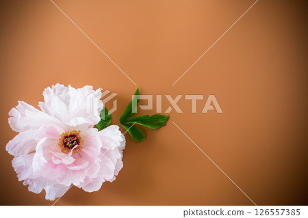 Pink peony bloom on vintage brown background 126557385