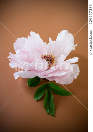 Pink peony with lush petals on brown background from above Pink peony with lush petals on brown background from above 126557386