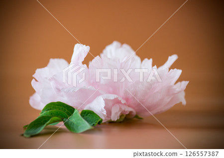 Single large peony flower in pastel colors from above 126557387