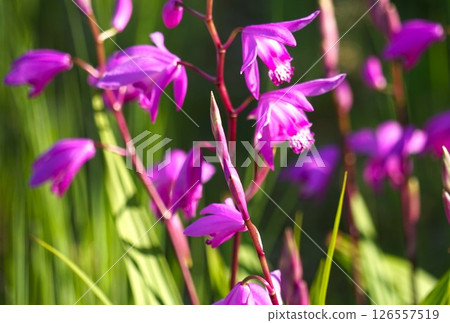 矽烷紫色花 126557519