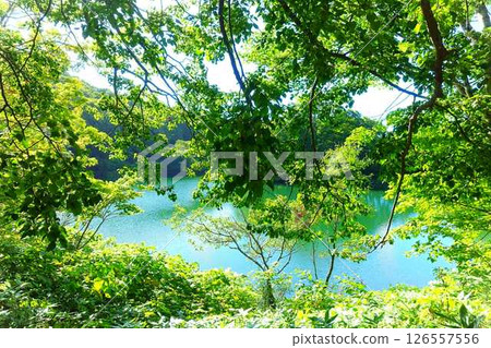 Dokko Swamp, Zao, Fresh Greenery 126557556