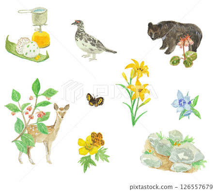 Watercolor painting of climbing flora and fauna image Watercolor painting of climbing flora and fauna image 126557679