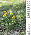 野花和蒲公英 126558409