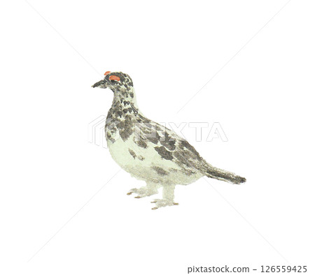 用水彩畫成的夏色雷鳥 126559425