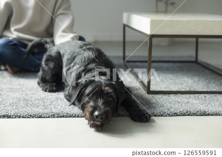 A man relaxing in the living room with his dog A man relaxing in the living room with his dog 126559591