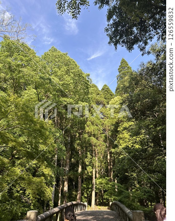 A small bridge surrounded by fresh greenery 126559832