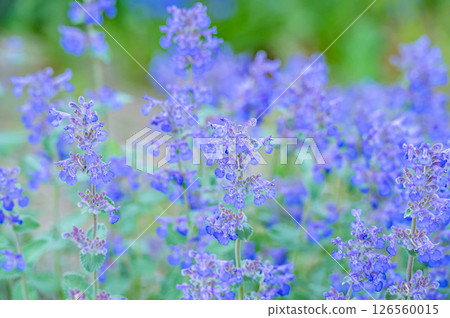 Cat mint Cat mint 126560015