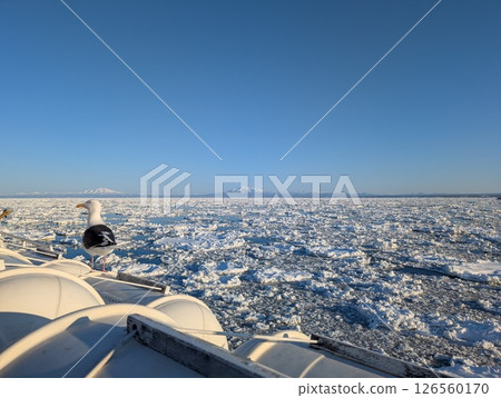 網走、鄂霍次克海、流冰、眺望知床三山、黑背鷗的倒影 網走、鄂霍次克海、流冰、眺望知床三山、黑背鷗的倒影 126560170
