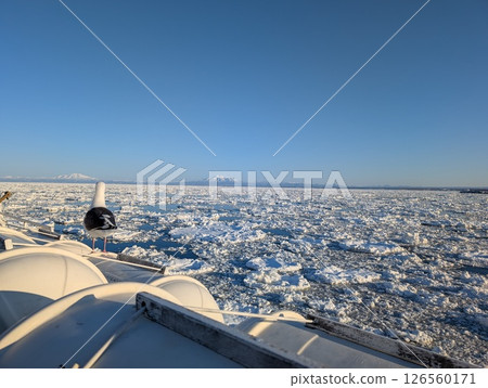 Abashiri, Sea of Okhotsk, drift ice, overlooking the Shiretoko Sanzan mountains, reflection of a black-backed gull 126560171