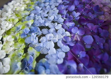 Flower Art 126560179