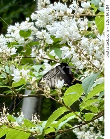 一隻麝香燕尾蝶正在從一朵白色的花(Deutzia)中吸取花蜜 一隻麝香燕尾蝶正在從一朵白色的花(Deutzia)中吸取花蜜 126560184