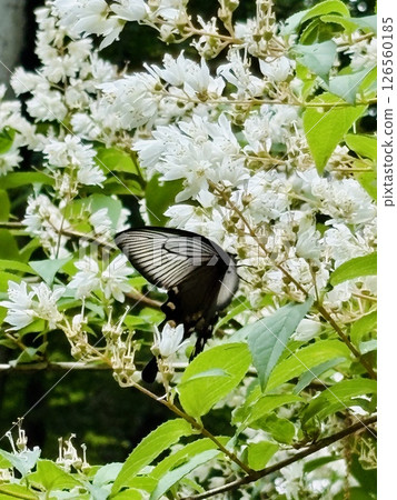 一隻麝香燕尾蝶正在從一朵白色的花（Deutzia）中吸取花蜜 126560185