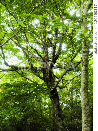 新鮮的綠樹 126560317